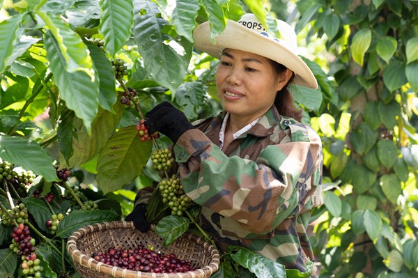 Hỗ trợ nông hộ nhỏ phát triển các mô hình mang tính khoa học