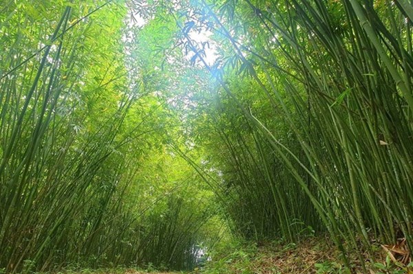 AstraZeneca hỗ trợ Việt Nam phục hồi rừng