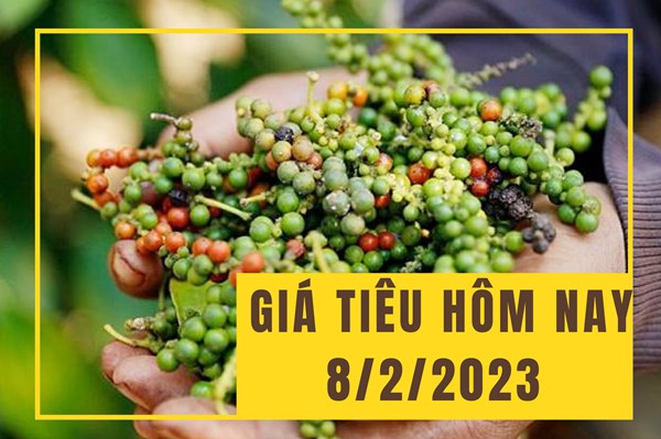 Giá tiêu hôm nay 8/2: Duy trì ổn định