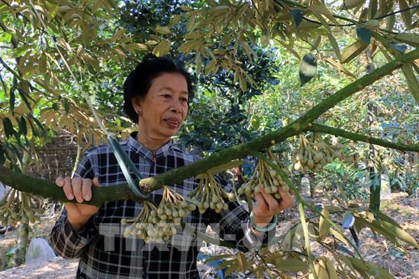 Dù lợi nhuận tăng cao nhưng nhà vườn sầu riêng vẫn còn lắm nỗi tâm tư