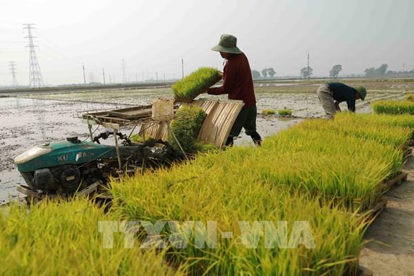 Huy động mọi lực lượng khẩn trương thu hoạch lúa vụ Mùa