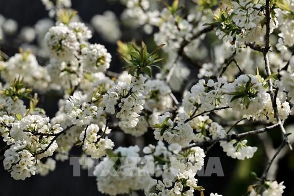 Chiêm ngưỡng vẻ đẹp hoa mận ở vùng cao Yên Bái
