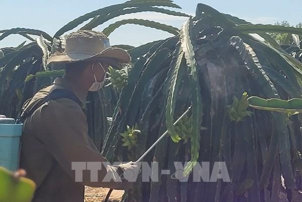 Thanh long giá cao, nông dân Bà Rịa-Vũng Tàu phấn khởi tái đầu tư