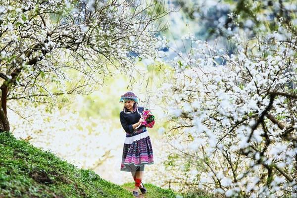 Hoa mận nở trắng, hút khách đến Sơn La