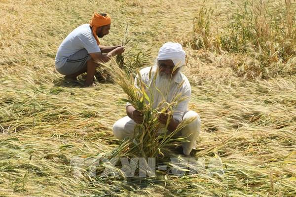 Ấn Độ xem xét gia hạn lệnh cấm xuất khẩu lúa mì nhằm bảo đảm nguồn cung