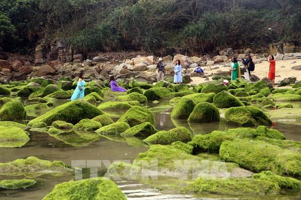 Mùa rêu xanh ở Nam Ô (Đà Nẵng)