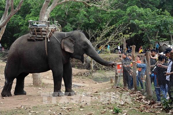 Dừng dịch vụ cưỡi voi tại Trung tâm Du lịch Cầu treo Buôn Đôn