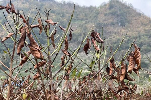 Nhiều diện tích cà phê ở Sơn La bị ảnh hưởng bởi sương muối
