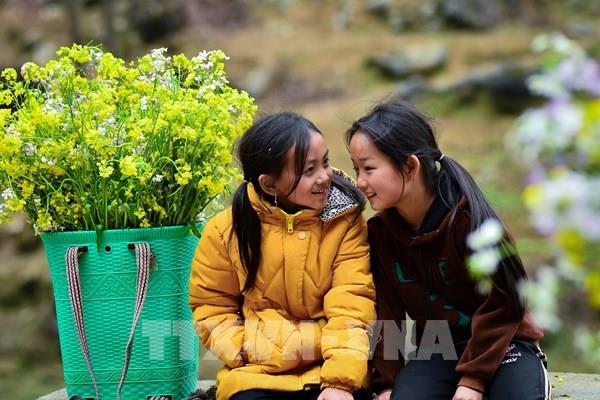 Mùa hoa cải vàng rực Cao nguyên đá Hà Giang
