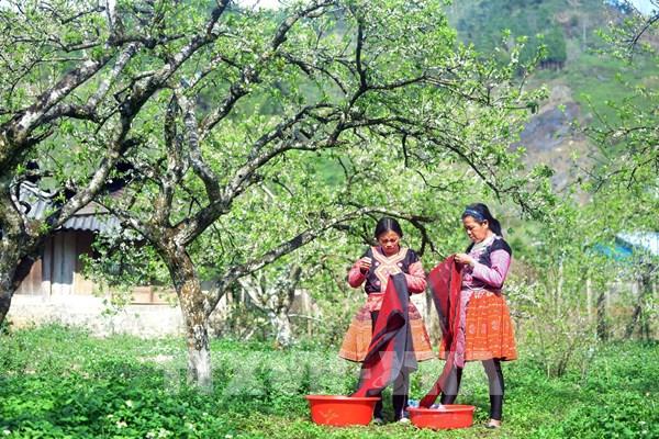  Hoa mận nở rộ tại Sơn La