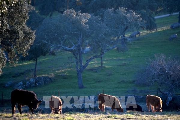Tây Ban Nha phát hiện trường hợp mắc bệnh bò điên
