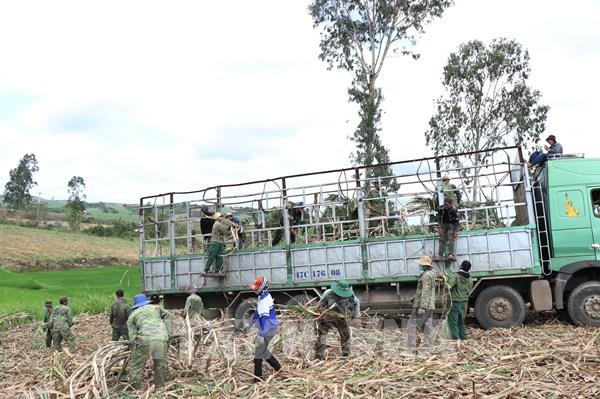 Nông dân Đắk Lắk hối hả thu hoạch mía