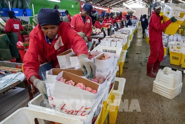 Ngày lễ Tình nhân ảm đạm đối với người trồng hoa hồng xuất khẩu tại Kenya