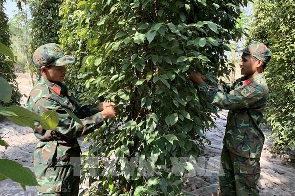Hỗ trợ nông dân Bà Rịa-Vũng Tàu thu hoạch hồ tiêu