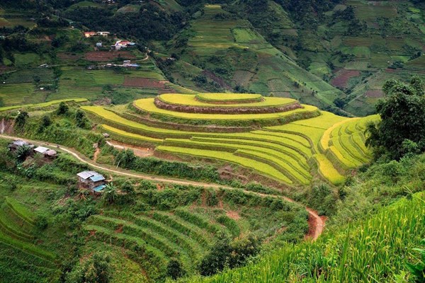 Ký hiệu &rsquo;T&rsquo; là loại đất gì?