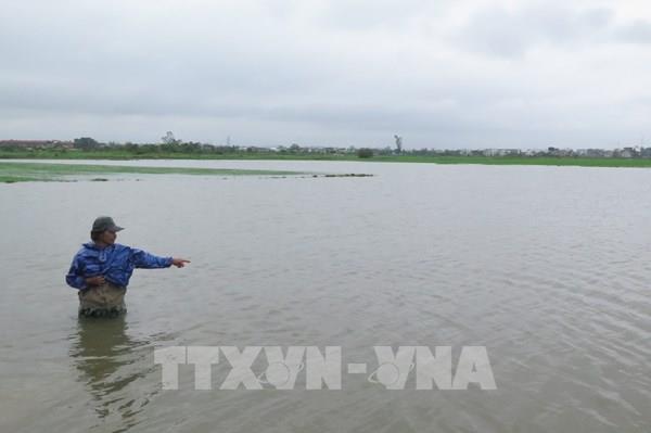 Hơn 4.500 ha lúa Đông Xuân của Thừa Thiên – Huế bị ngập úng