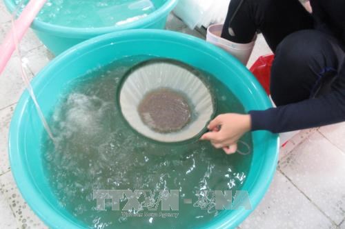 Bến Tre phát triển sản xuất giống tôm biển chất lượng cao