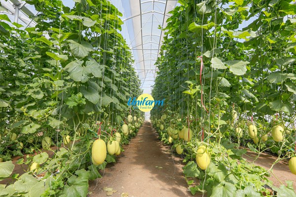 Xây dựng vùng chuyên canh sản xuất sạch gắn với mã số vùng trồng