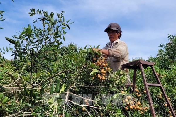 Bà rịa - Vũng tàu: 47 doanh nghiệp tham gia hội chợ nông sản Châu Đức