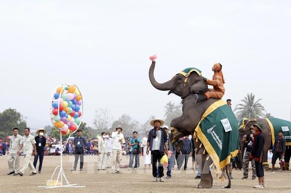  Ấn tượng lễ hội voi lớn nhất của Lào