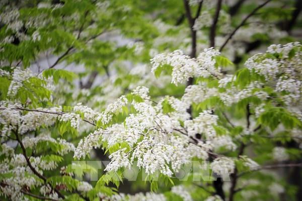 Đến hẹn tháng Hai, hoa sưa nở trắng trời Hà Nội