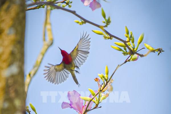  Sắc hoa ban đầu mùa nơi thung lũng Mường Thanh