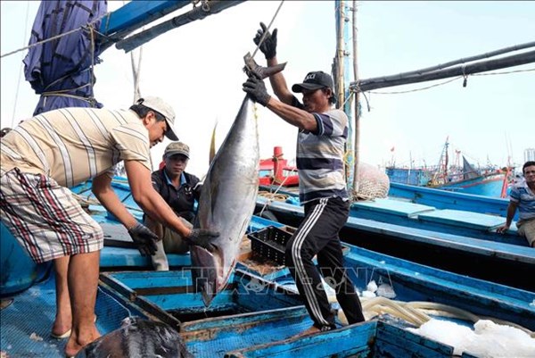 Khánh Hòa thiếu lao động đi biển