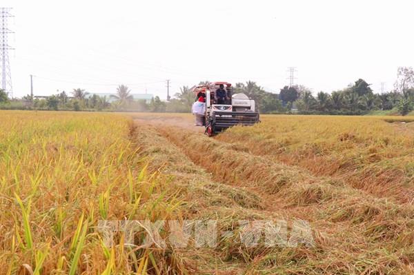 Thị trường nông sản: Giá lúa giảm do nguồn cung tăng