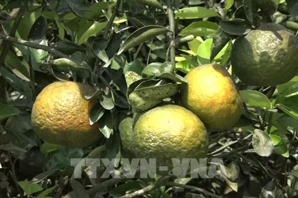 Nhà vườn thua lỗ nặng vì trái cây rớt giá