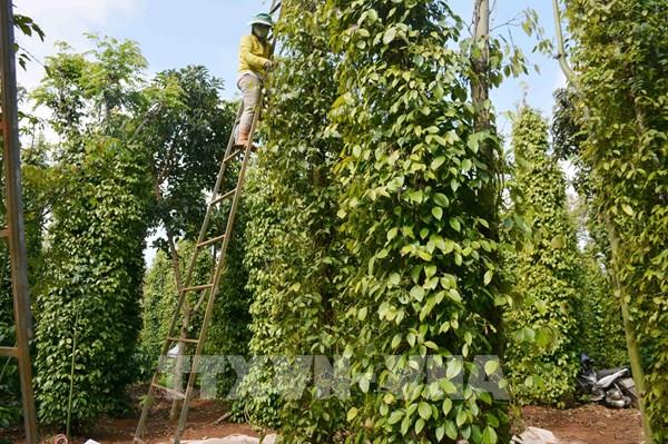 Cảnh báo rủi ro khi thu hái hồ tiêu