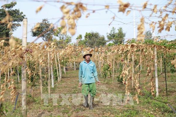 Gia Lai truy tìm kẻ phá hoại cây trồng, gây thiệt hại cho người dân
