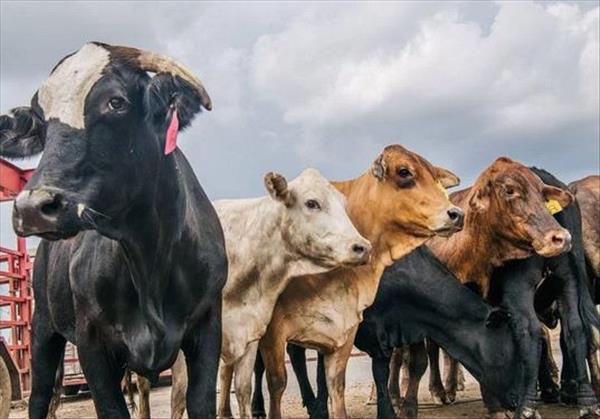 Chính phủ Brazil: Trường hợp mắc bệnh bò điên không gây rủi ro cho người tiêu dùng