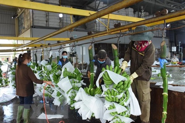 Chuyển đổi xuất khẩu xanh đối mặt khó khăn