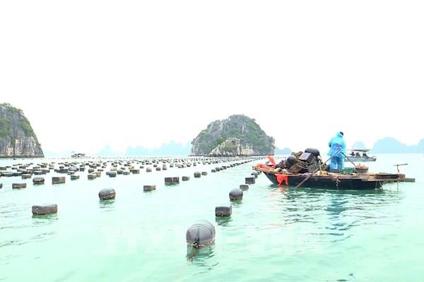 Sẽ cưỡng chế tháo dỡ công trình nuôi trồng thủy sản trái phép trên vịnh Hạ Long