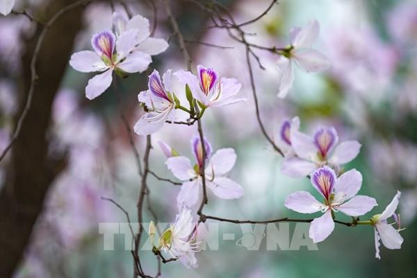 Hoa ban, hoa sưa khoe sắc giữa lòng thành phố Hòa Bình