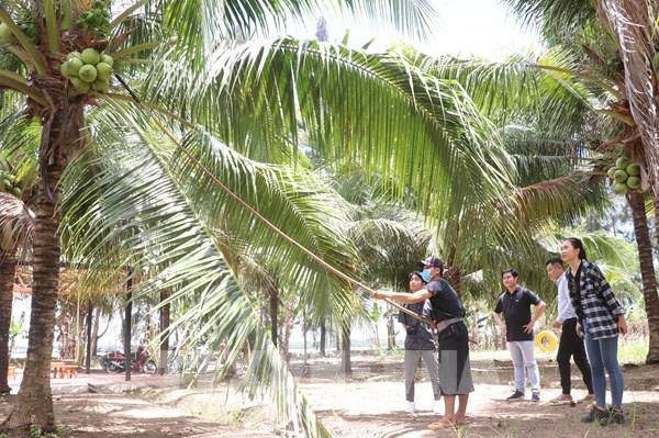 Người trồng dừa Bến Tre thiếu vốn đầu tư vào sản xuất