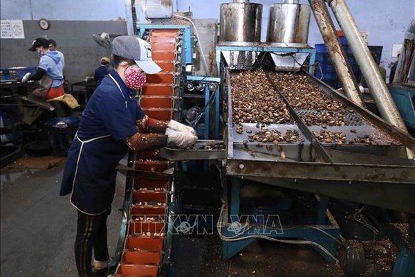 Việt Nam đặt mục tiêu xuất khẩu hạt điều đạt 4,5 tỷ USD trong năm 2025