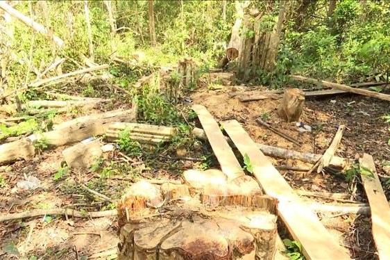 Gia Lai: Khởi tố vụ án chặt hạ gần 150 cây rừng