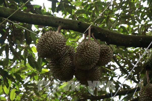 Cắt trộm sầu riêng, 2 đối tượng bị tạm giữ hình sự