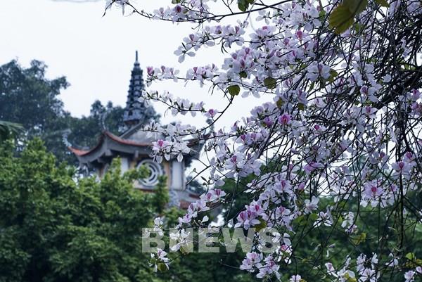 Ngắm hoa ban trắng bên ngôi chùa cổ nghìn năm giữa Hà Nội