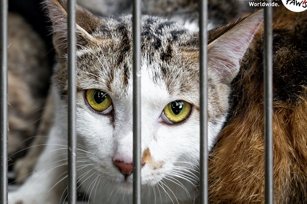 Trên 150 báo cáo gửi tới công cụ báo cáo hoạt động buôn bán thịt chó, mèo