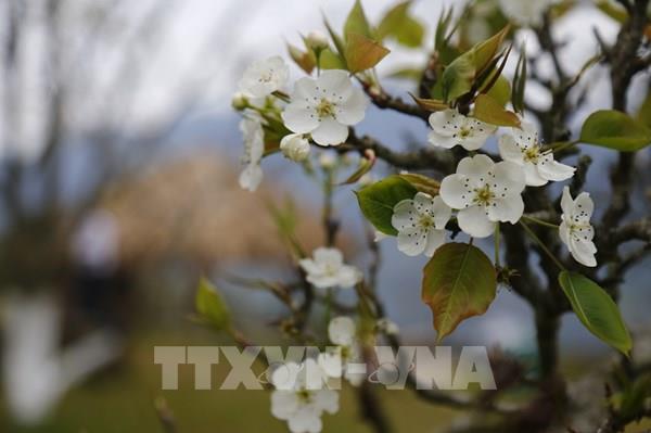 Con đường hoa lê dài nhất Việt Nam