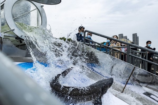  Trung Quốc thả lượng lớn cá quý hiếm xuống sông Dương Tử