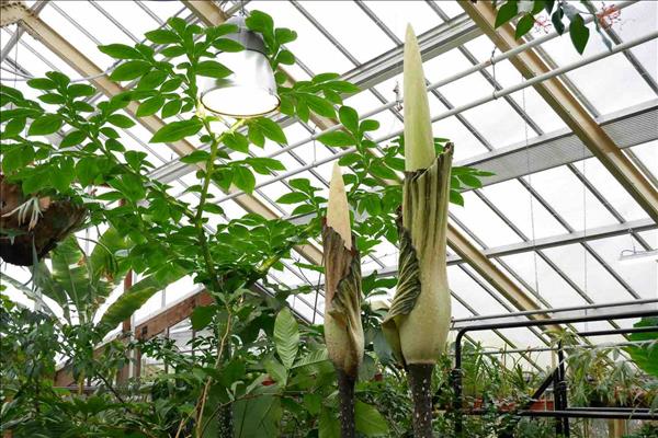 Hoa xác thối khổng lồ nở hoa tại vườn thực vật ở Hà Lan