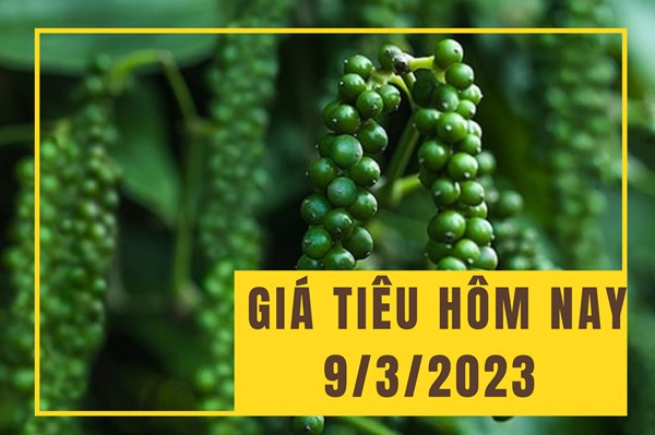 Thị trường hồ tiêu nội địa liên tục giảm giá