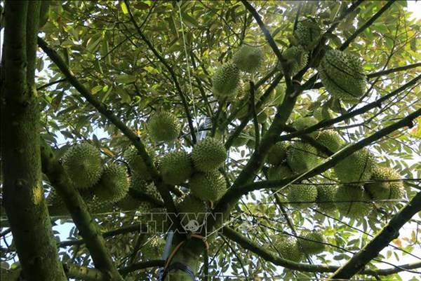 Khuyến cáo nông dân cân nhắc khi chuyển sang trồng sầu riêng