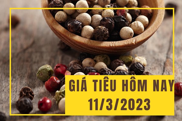 Giá tiêu hôm nay 11/3: Xu hướng đi ngang kéo dài?