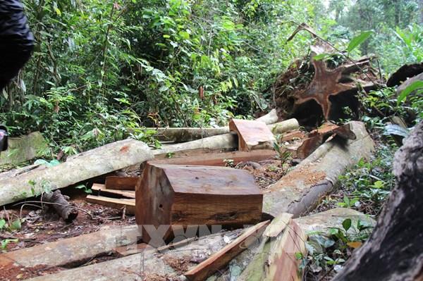 Gia Lai điều tra động cơ của các đối tượng chặt hạ rừng tại huyện Kbang