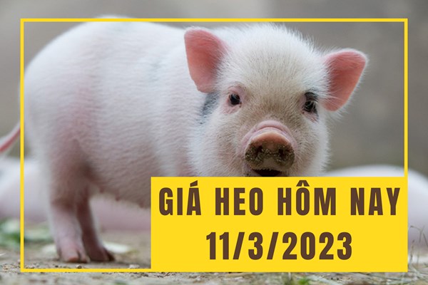 Giá heo hơi hôm nay 11/3: Diễn biến trầm lắng vào cuối tuần