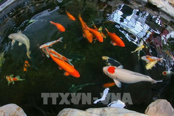 Những điều nên biết về cá Koi